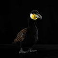 Cormorant Plush Dolls Are Cute